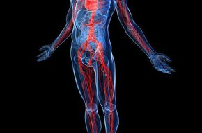 Tip list sistema cardiovascular