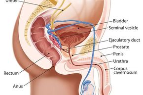 Tip list anatomia masculina