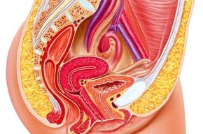 Tip list sistema reproductor femenino