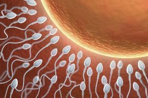 Tip list fertilidad