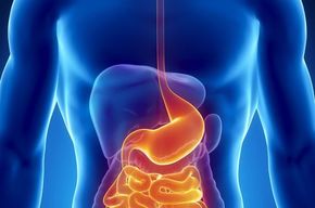 Tip list sistema digestivo
