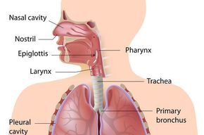 Tip list sistema respiratorio