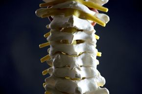 Tip list 123 columna vertebral